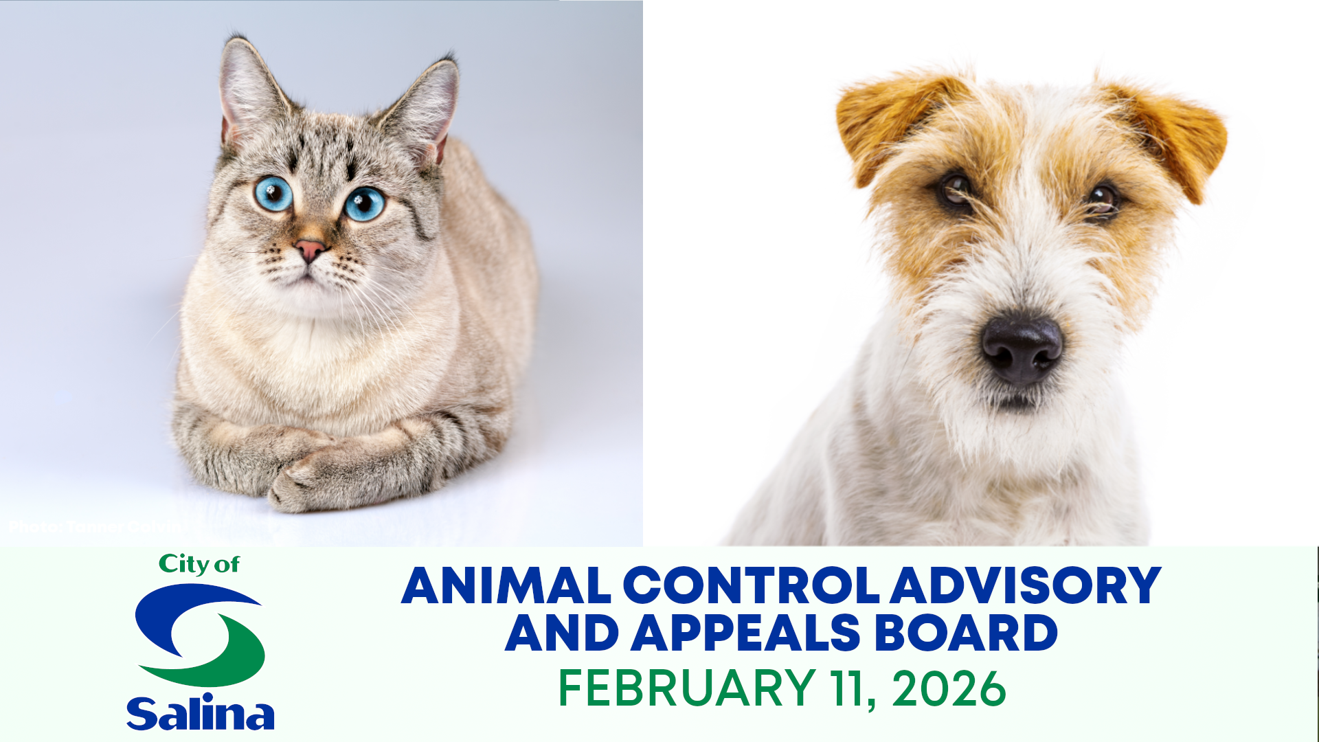 Salina Animal Control Board Summary