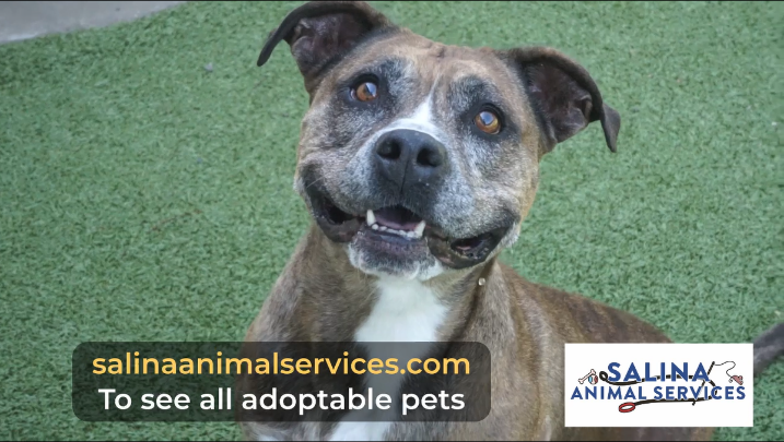 Thumbnail image for Salina Animal Shelter - Adoptable Dogs July 2026